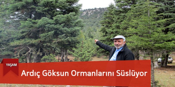 Ardıç Göksun Ormanlarını Süslüyor