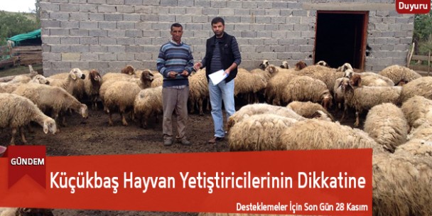 Küçükbaş Hayvanlara Destekleme Ödemesi Yapılacak