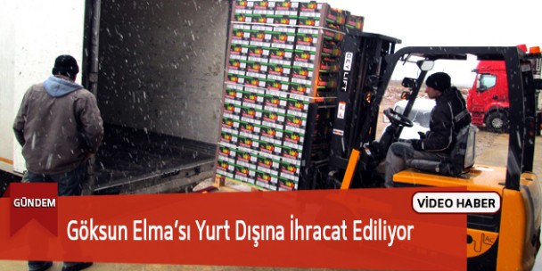 Göksun Elma’sı Yurt Dışına İhracat Ediliyor