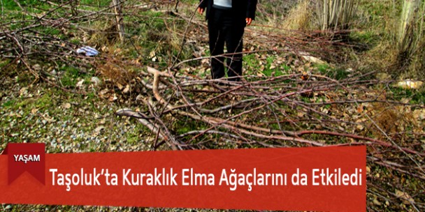Taşoluk’ta Kuraklık Elma Ağaçlarını da Etkiledi