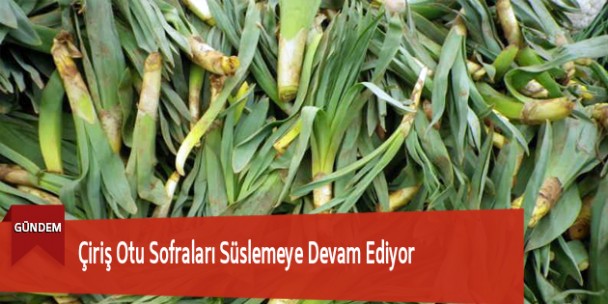 Çiriş Otu Sofraları Süslemeye Devam Ediyor