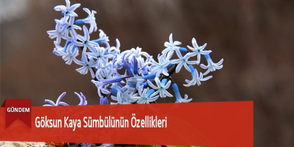 Göksun Kaya Sümbülünün Özellikleri