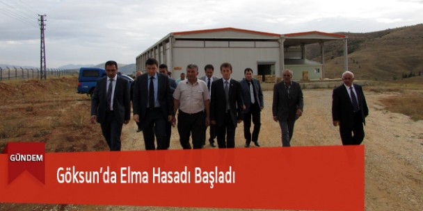 Göksun’da Elma Hasadı Başladı
