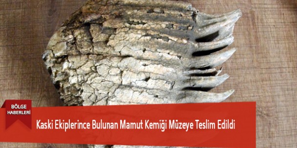 Kaski Ekiplerince Bulunan Mamut Kemiği Müzeye Teslim Edildi