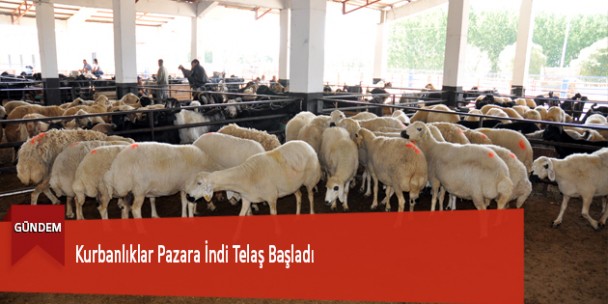 Kurbanlıklar Pazara İndi Telaş Başladı