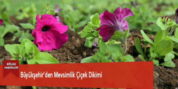 Büyükşehir’den Mevsimlik Çiçek Dikimi