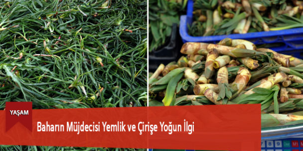 Baharın Müjdecisi Yemlik ve Çirişe Yoğun İlgi