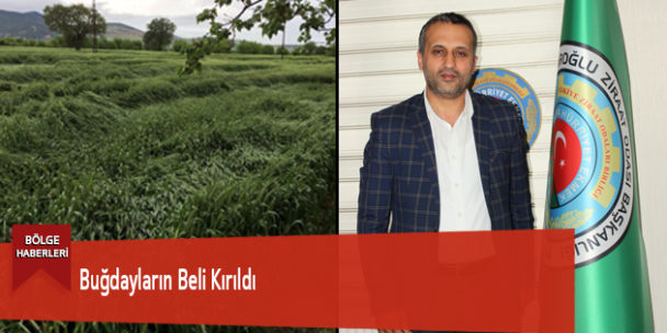 Buğdayların Beli Kırıldı