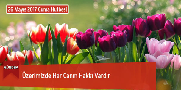 Üzerimizde Her Canın Hakkı Vardır