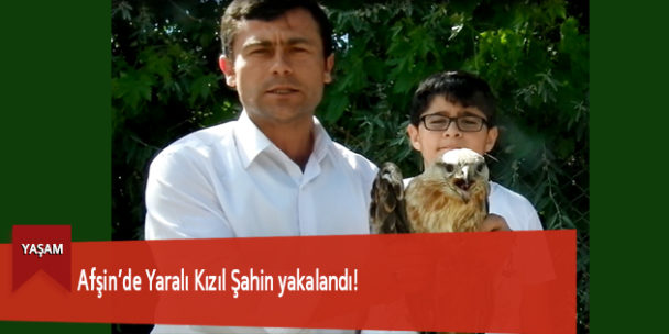 Afşin’de Yaralı Kızıl Şahin yakalandı!
