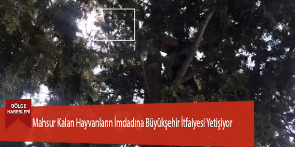 Mahsur Kalan Hayvanların İmdadına Büyükşehir İtfaiyesi Yetişiyor