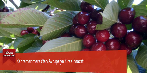 Kahramanmaraş’tan Avrupa’ya Kiraz İhracatı