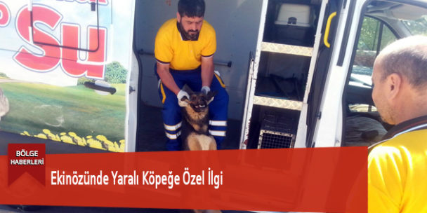 Ekinözünde Yaralı Köpeğe Özel İlgi