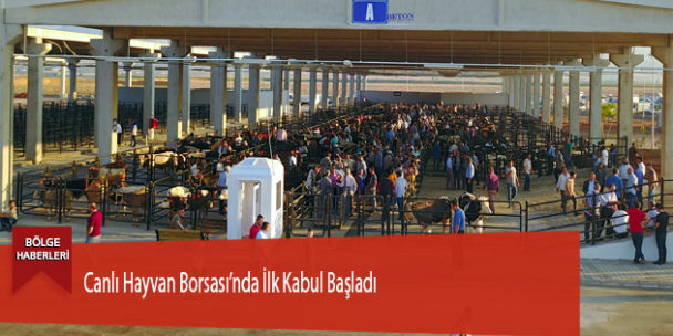 Canlı Hayvan Borsası’nda İlk Kabul Başladı