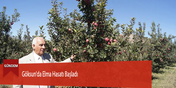 Göksun’da Elma Hasatı Başladı