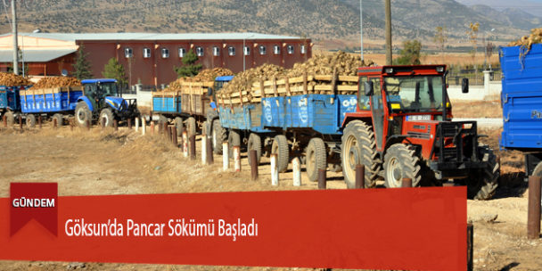 Göksun’da Pancar Sökümü Başladı