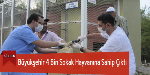 Büyükşehir 4 Bin Sokak Hayvanına Sahip Çıktı
