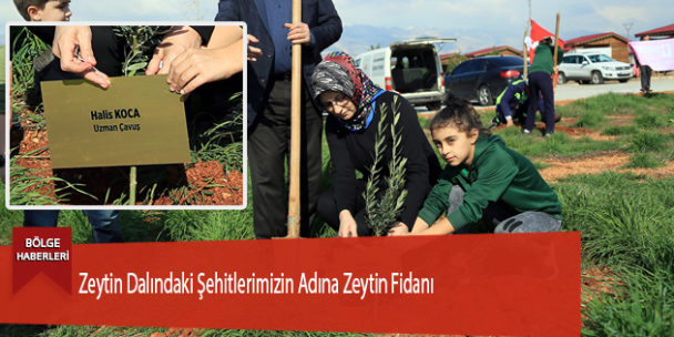 Zeytin Dalındaki Şehitlerimizin Adına Zeytin Fidanı