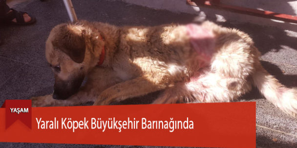Yaralı Köpek Büyükşehir Barınağında