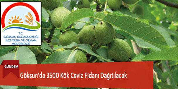 Göksun’da 3500 Kök Ceviz Fidanı Dağıtılacak