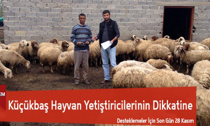 Küçükbaş Hayvanlara Destekleme Ödemesi Yapılacak