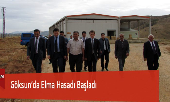 Göksun’da Elma Hasadı Başladı