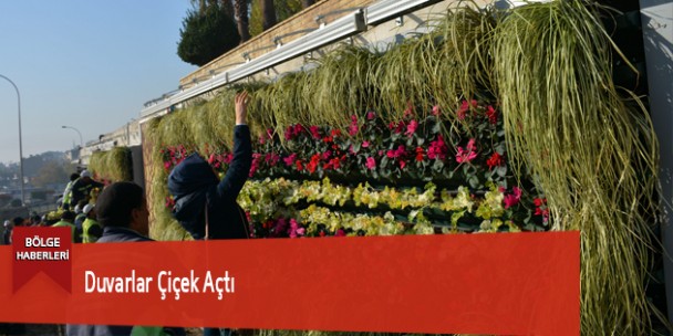 Duvarlar Çiçek Açtı