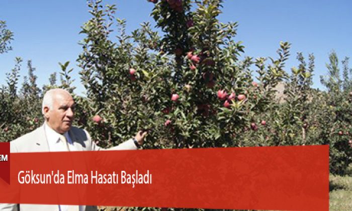 Göksun’da Elma Hasatı Başladı