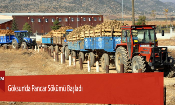 Göksun’da Pancar Sökümü Başladı