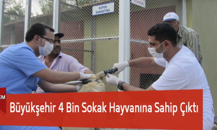 Büyükşehir 4 Bin Sokak Hayvanına Sahip Çıktı