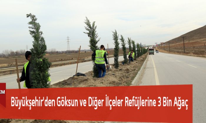 Büyükşehir’den Göksun ve Diğer İlçeler Refüjlerine 3 Bin Ağaç
