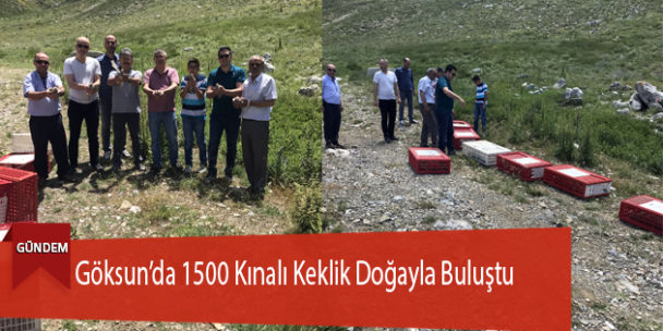 Göksun’da 1500 Kınalı Keklik Doğayla Buluştu