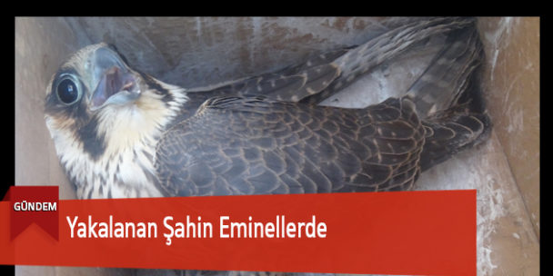 Yakalanan Şahin Eminellerde