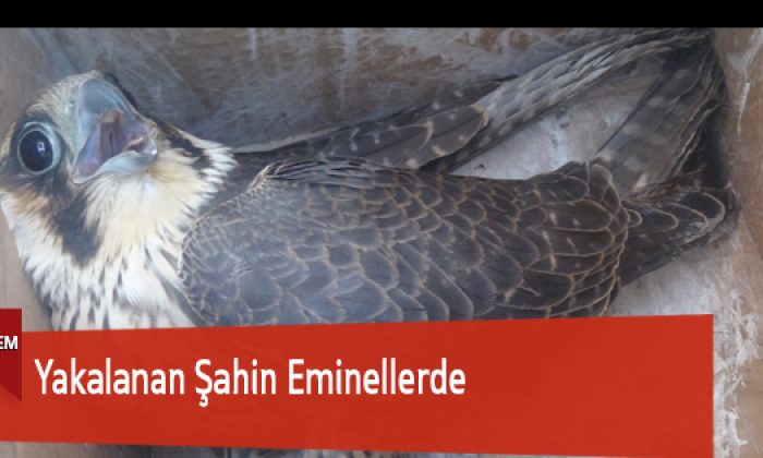 Yakalanan Şahin Eminellerde