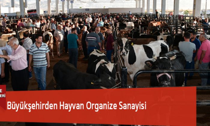 Büyükşehirden Hayvan Organize Sanayisi