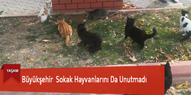 Büyükşehir Sokak Hayvanlarını Da Unutmadı