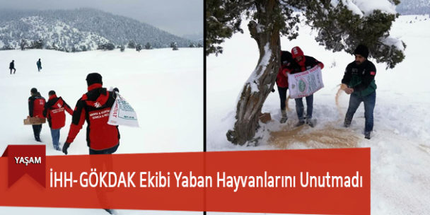 İHH-GÖKDAK Ekibi Yaban Hayvanlarını Unutmadı