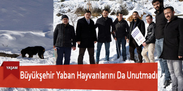 Büyükşehir Yaban Hayvanlarını Da Unutmadı