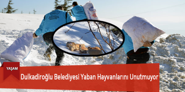 Dulkadiroğlu Belediyesi Yaban Hayvanlarını Unutmuyor