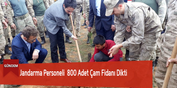 Jandarma Personeli 800 Adet Çam Fidanı Dikti