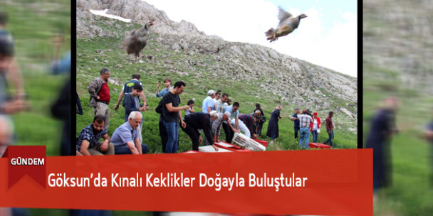 Göksun’da Kınalı Keklikler Doğayla Buluştular