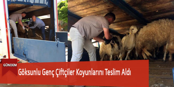 Göksunlu Genç Çiftçiler Koyunlarını Teslim Aldı