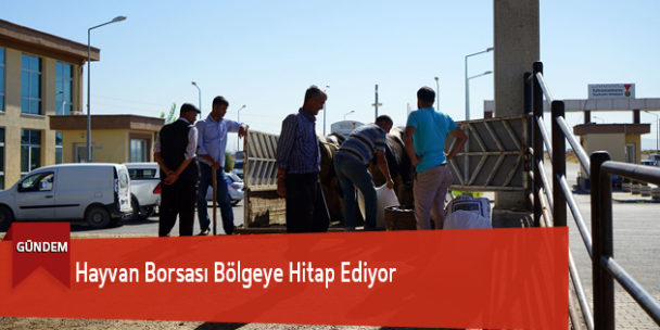 Hayvan Borsası Bölgeye Hitap Ediyor