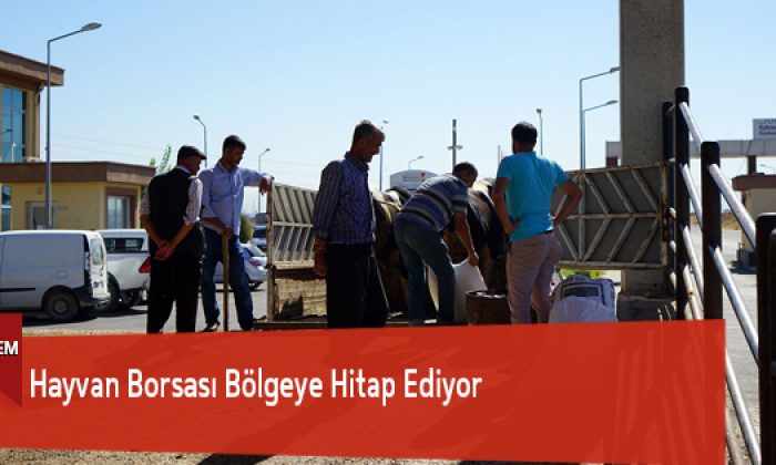 Hayvan Borsası Bölgeye Hitap Ediyor