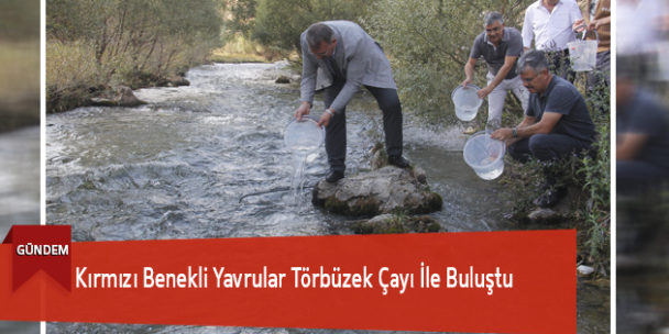 Kırmızı Benekli Yavrular Törbüzek Çayı İle Buluştu