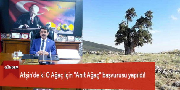 Afşin’de ki O Ağaç için “Anıt Ağaç” başvurusu yapıldı!