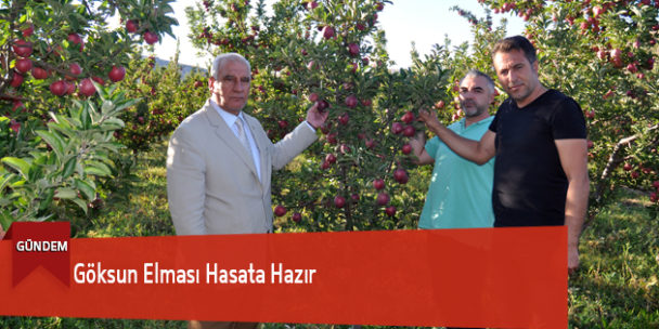 Göksun Elması Hasata Hazır