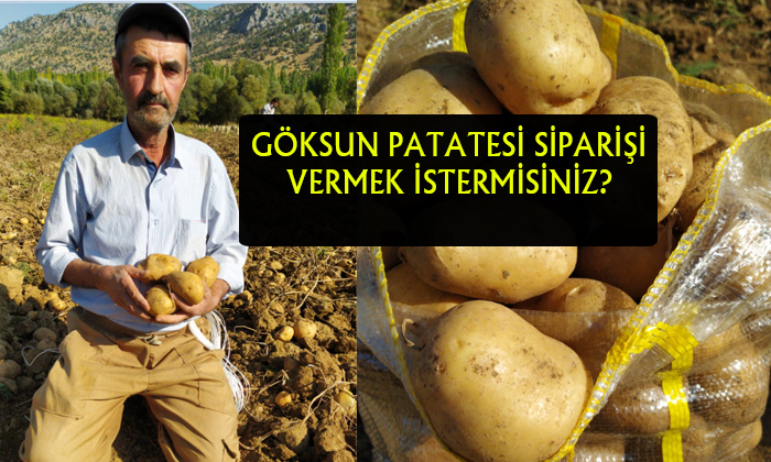 Göksun’da Patates Hasadı Başladı