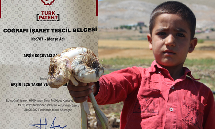 Afşin’de Yetişen Sarımsak Coğrafi İşaret Belgesi Aldı!